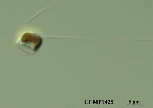 CCMP525 | NCMA at Bigelow Laboratory
